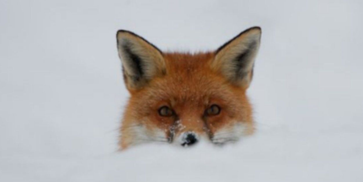 Lesleylexy's profile banner image