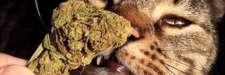 ChanelleSimone's profile banner image