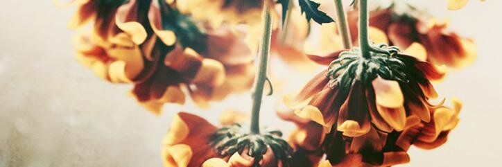 MDlgen's profile banner image