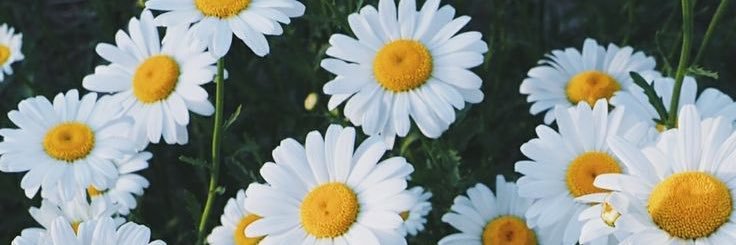 mirmmss's profile banner image