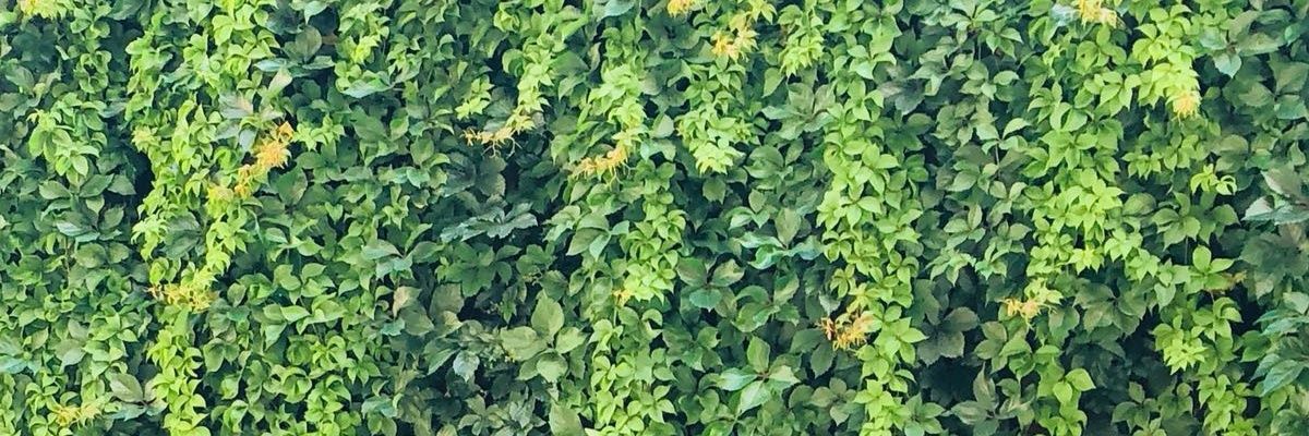 CaglaCeylan88's profile banner image