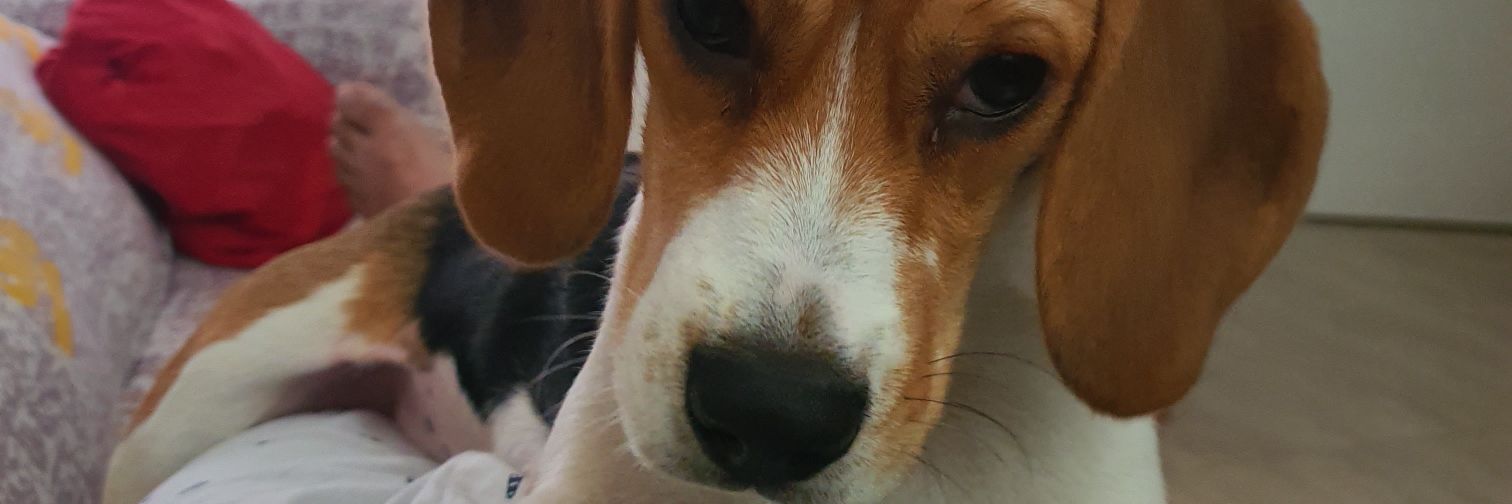 jhorgewolf's profile banner image
