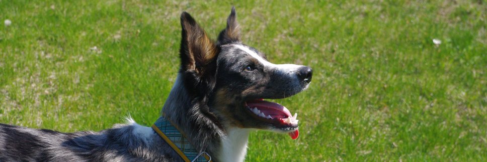 ScratchSniffDog's profile banner image
