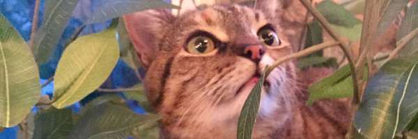 carlapfeffer Profile Banner