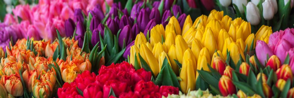 Zocalo Edmonton banner