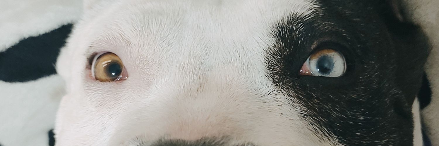 eligirl06's profile banner image