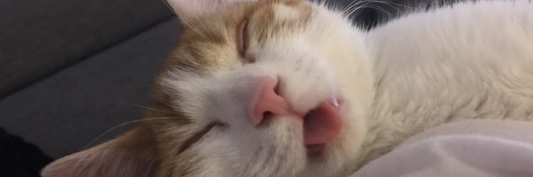 nekonesto7's profile banner image