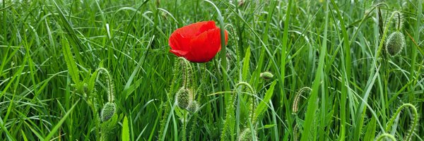 A_Trodd Profile Banner