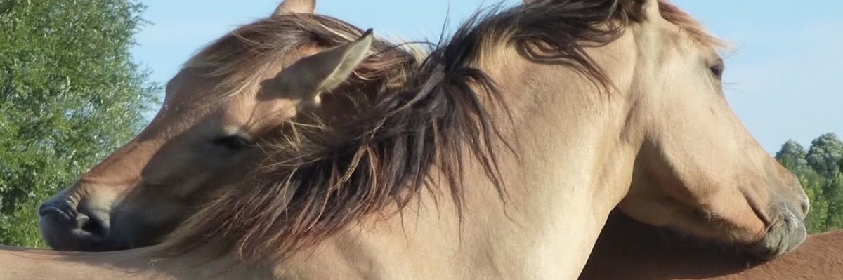 maecypd's profile banner image