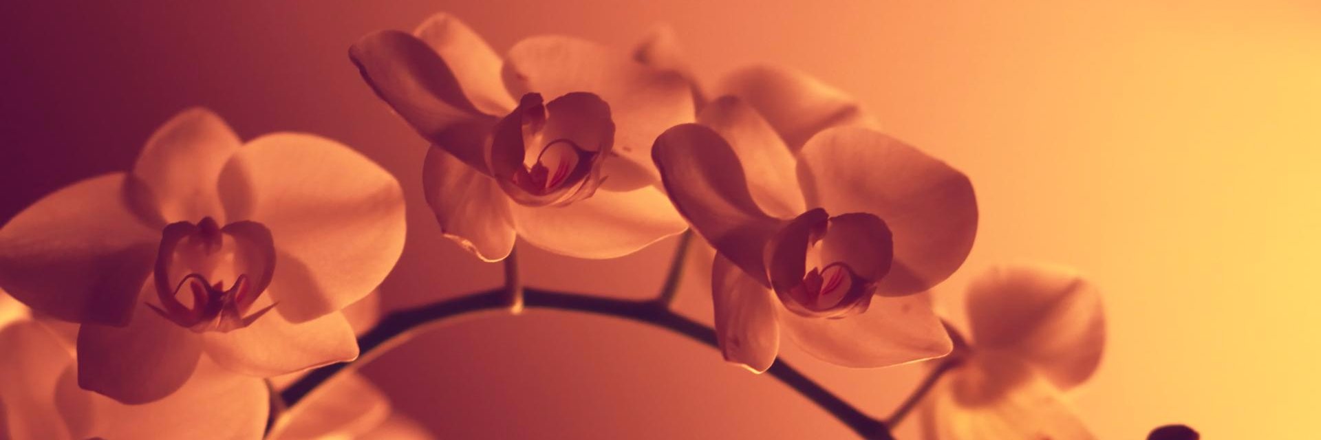 FaithxRenee's profile banner image