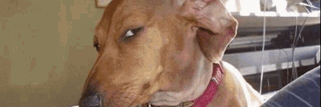 Carrot In Pot banner