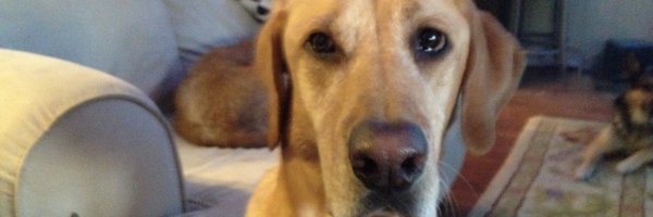 ChiefEhlers Profile Banner