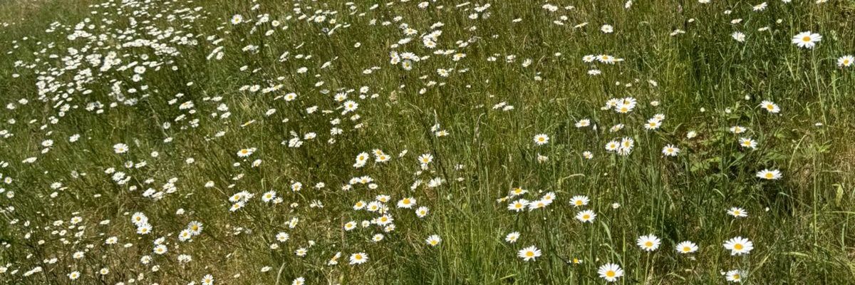 auryaar's profile banner image