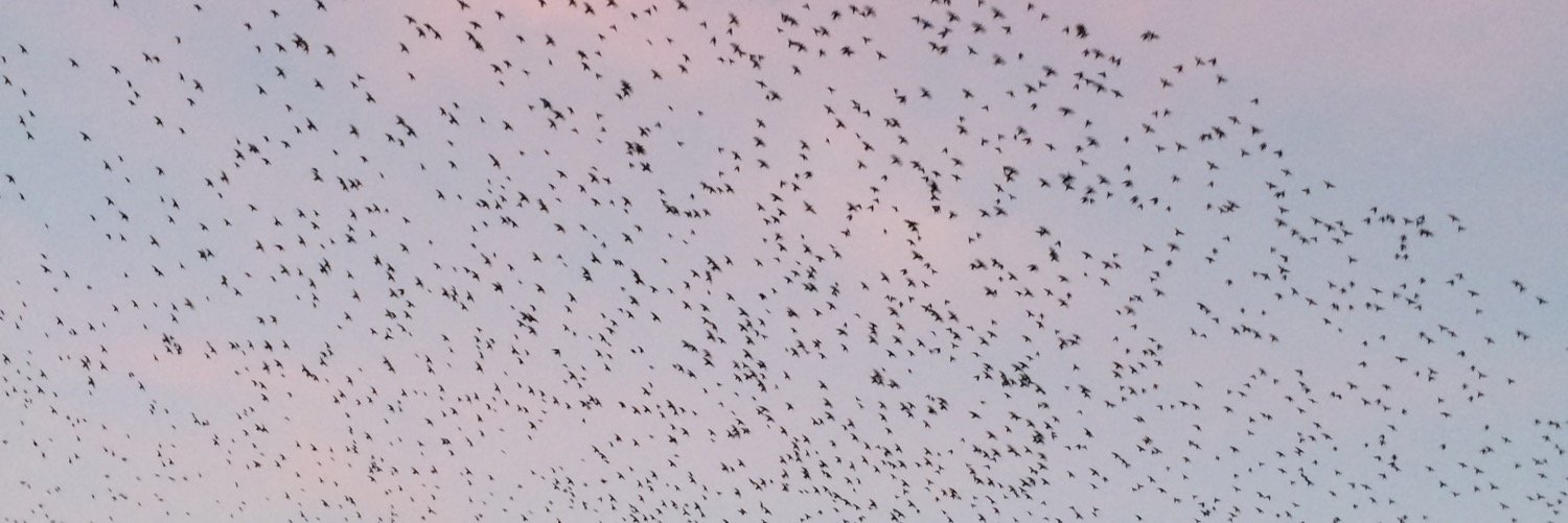 Sena Fitzmaurice banner