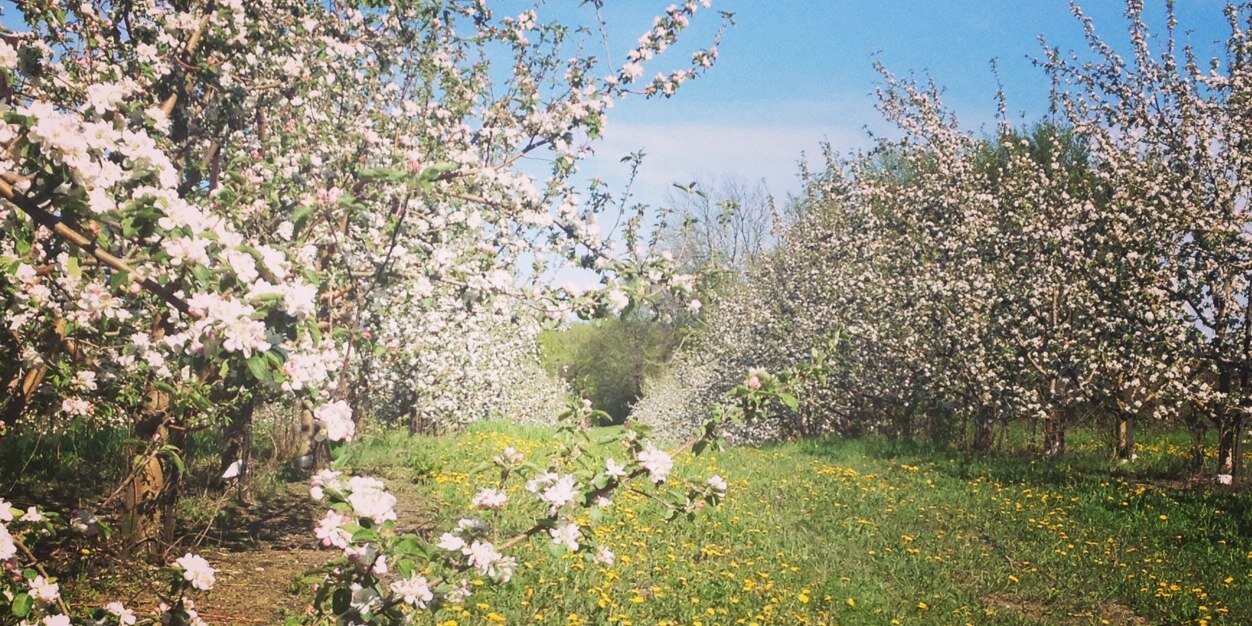 Trumps Orchard banner
