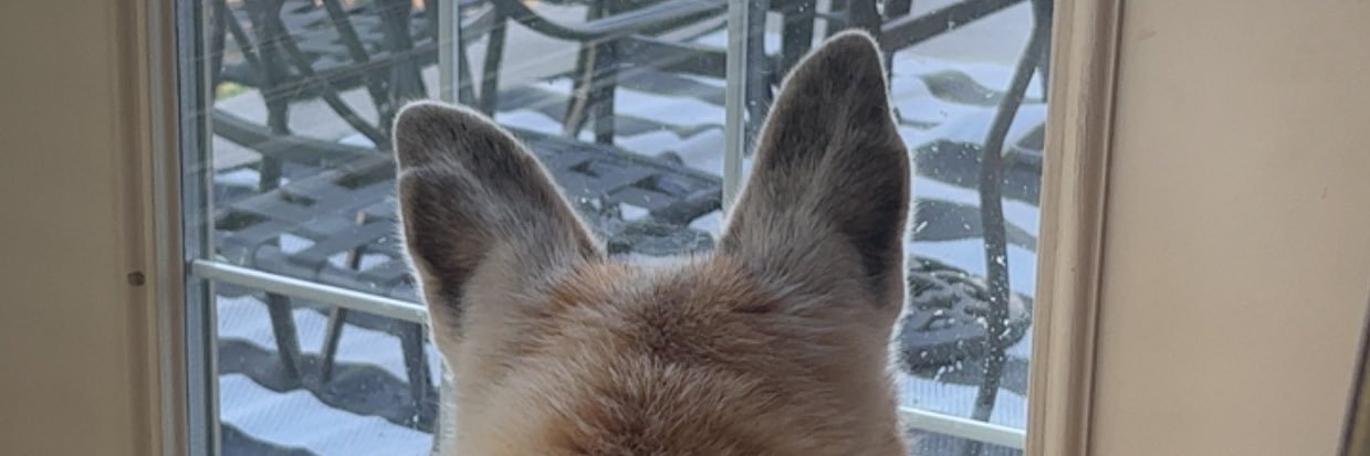 ʕ ꈍᴥꈍʔ banner