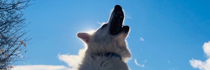 Milo the Swiss Shepherd banner