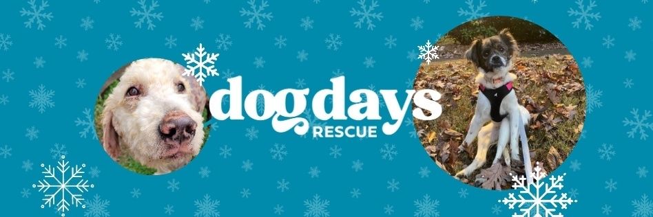 DogDaysRescue's profile banner image