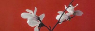 stilettowielder's profile banner image