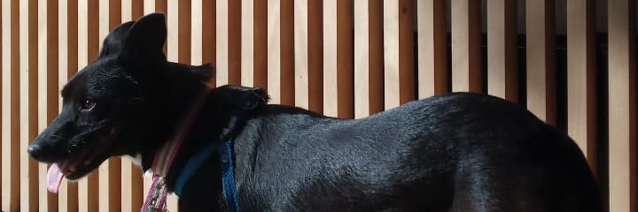 DenisScheching3's profile banner image