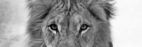 sardigior's profile banner image