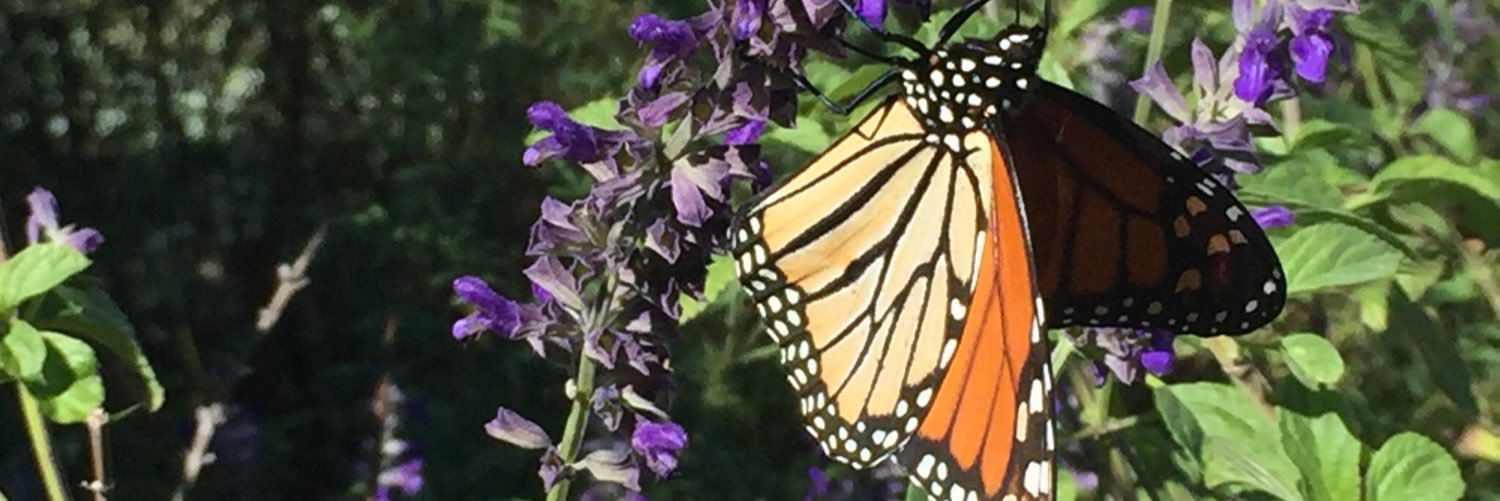 Mallory Shackelford banner