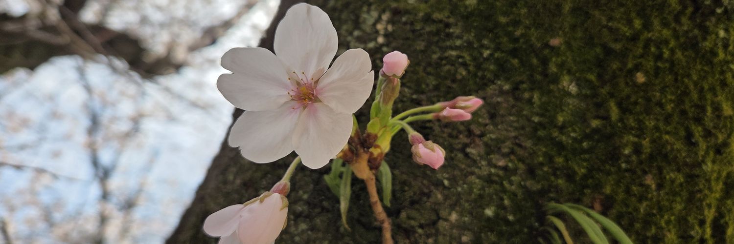pikopekoe's profile banner image