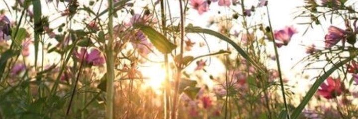 cut_stef's profile banner image