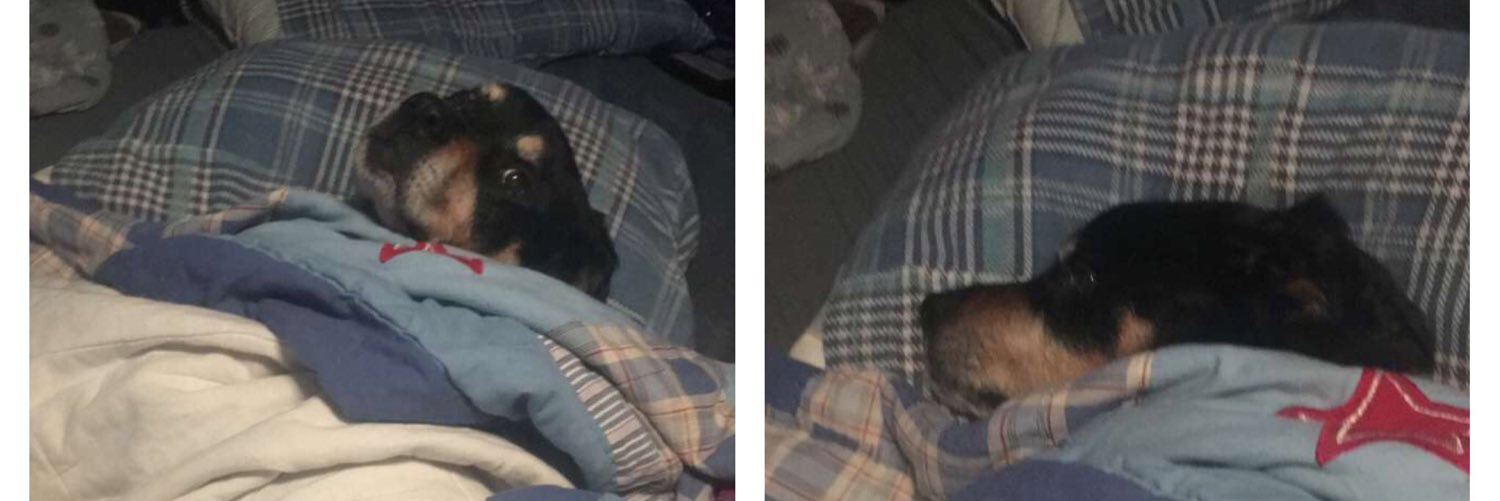 TankTheDogAnson's profile banner image