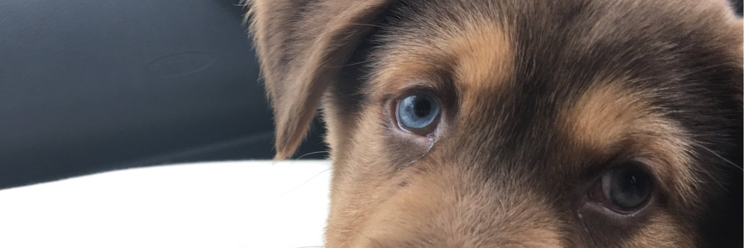 kellymingus's profile banner image