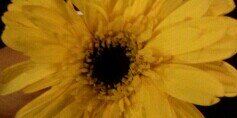 ThaisC_DeLeon's profile banner image