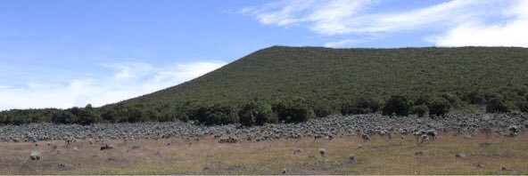 Shela Augustine banner