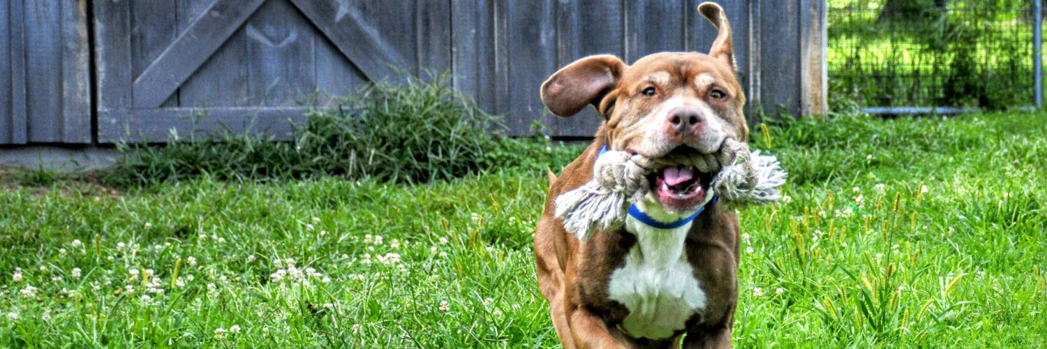 PJHumane's profile banner image
