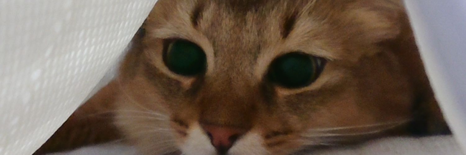 mscodak1309's profile banner image