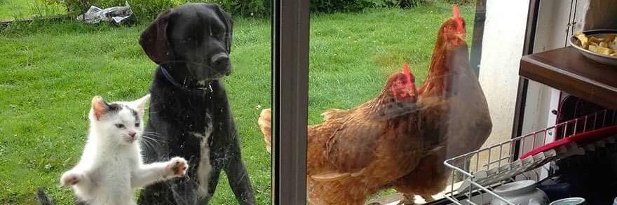 หาบ้านให้แมว 🐈 banner