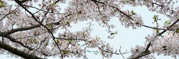 arfaaaaa2's profile banner image