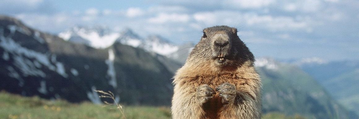 AlanTheMarmot's profile banner image