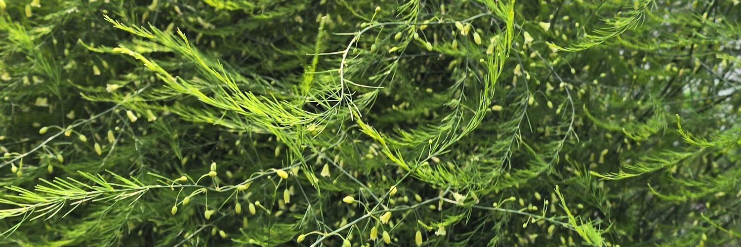 garebaldi's profile banner image