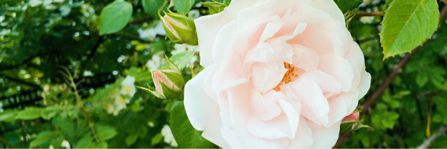 twym_84's profile banner image