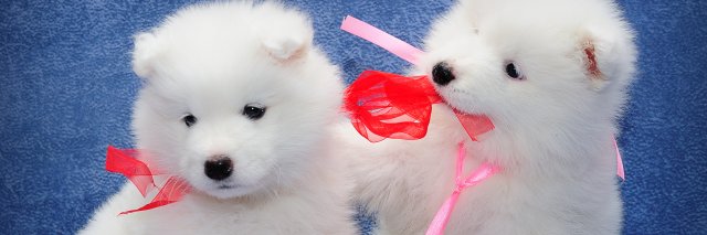 WRT_DanikS's profile banner image