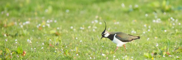 RSPB North Scotland Profile Banner