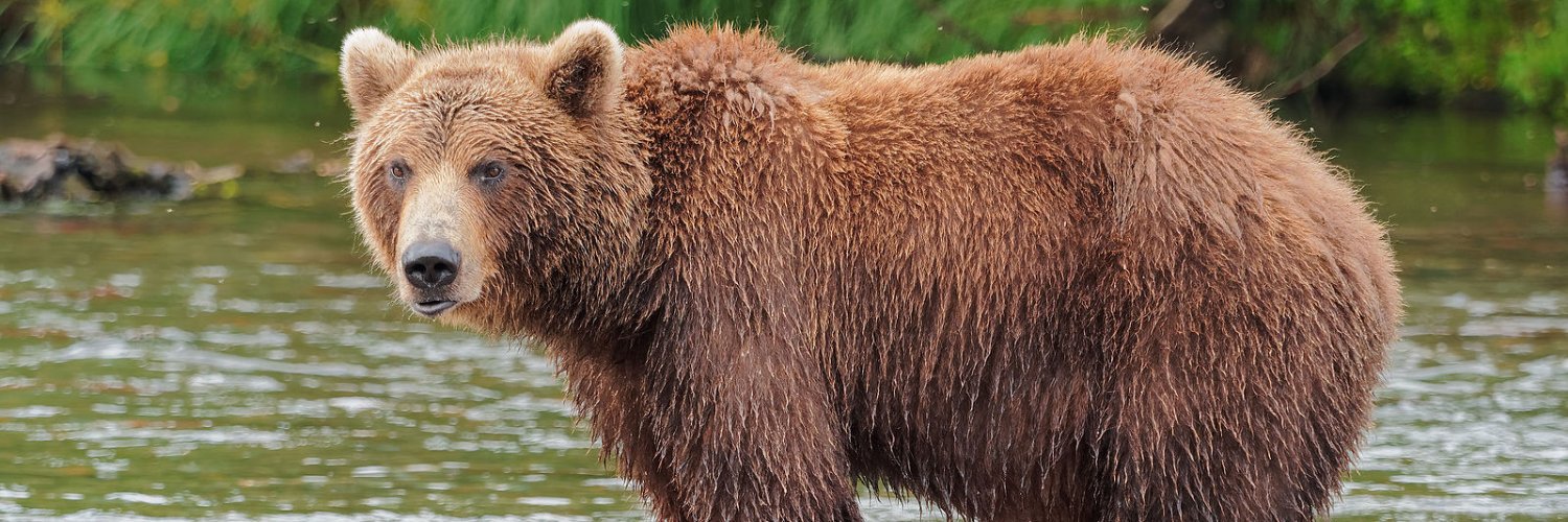 Michael Hebert banner