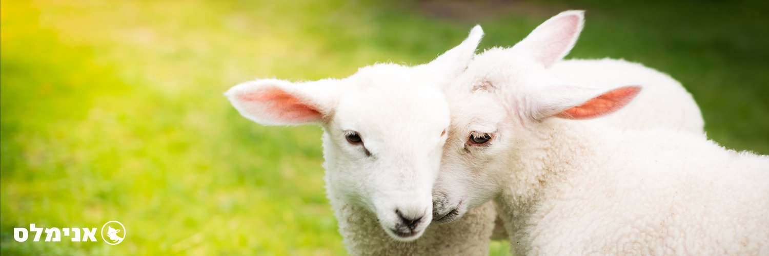 Animals_Now's profile banner image