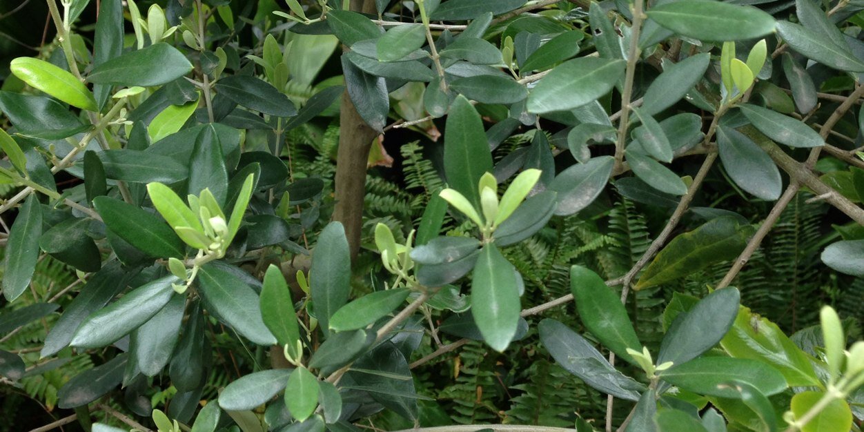 olive8787's profile banner image