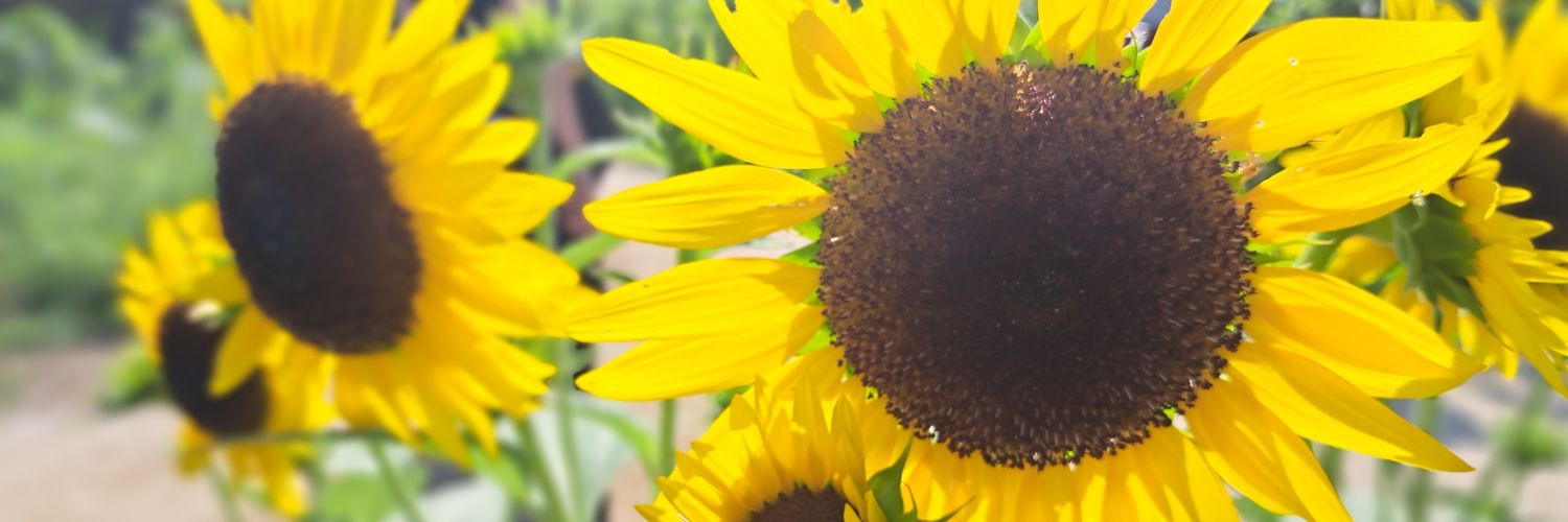 dewdrop0925's profile banner image