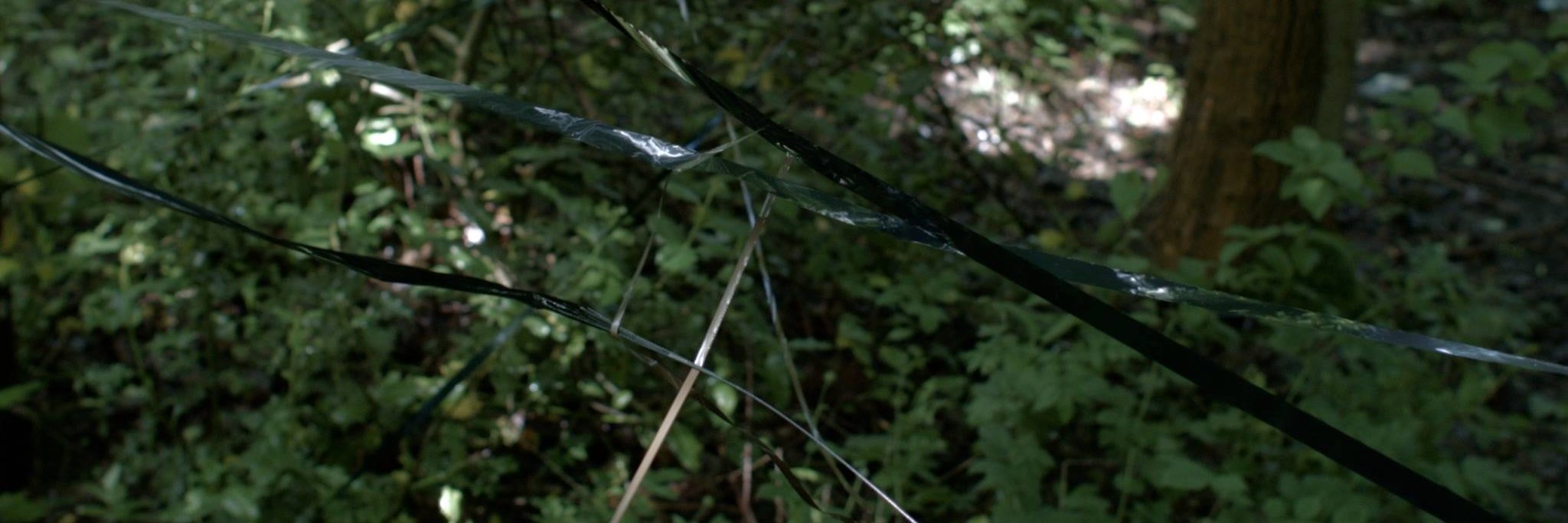 AlgernonCornelius banner