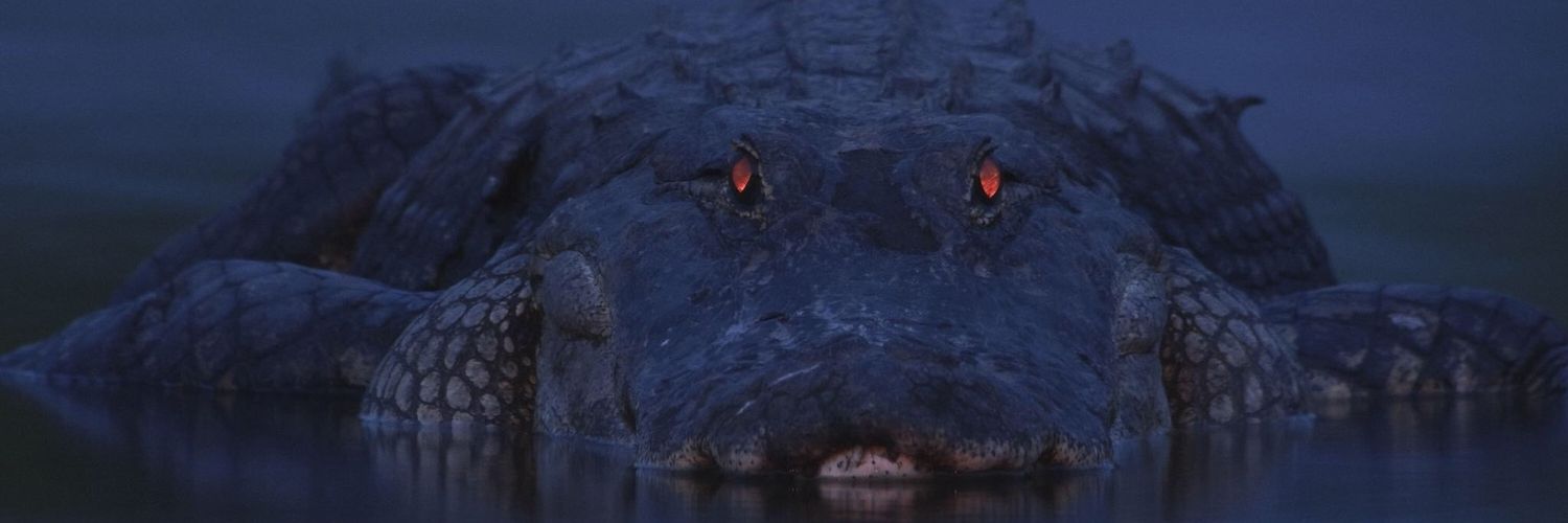 redotridinata's profile banner image
