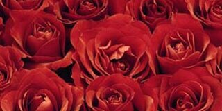 afrahHail552's profile banner image