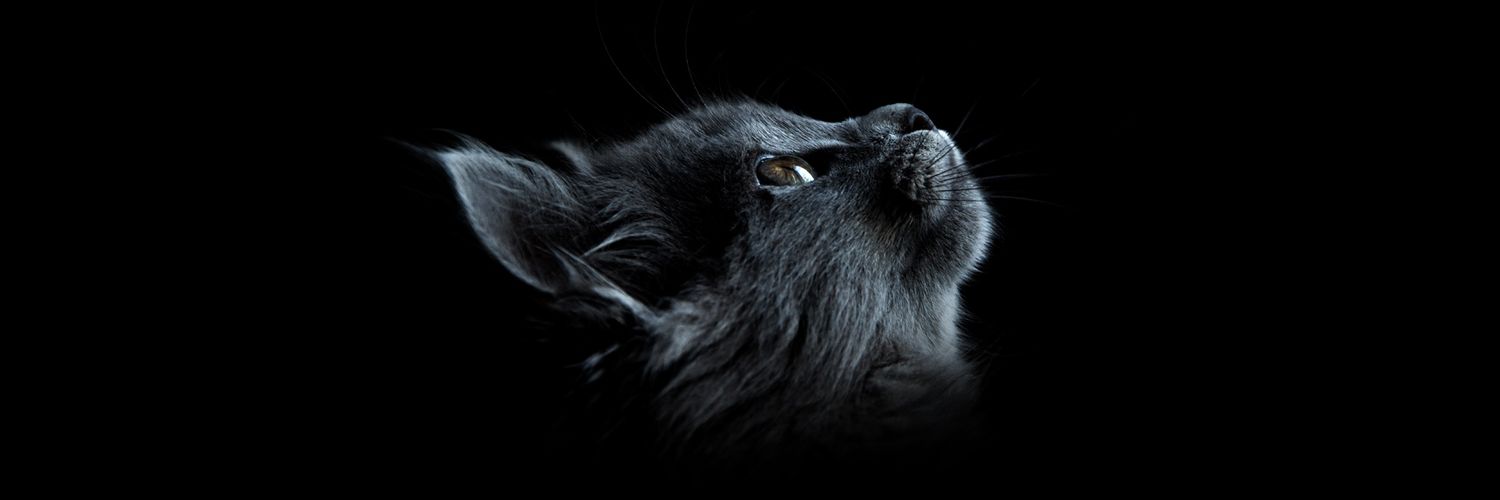 ttiran's profile banner image