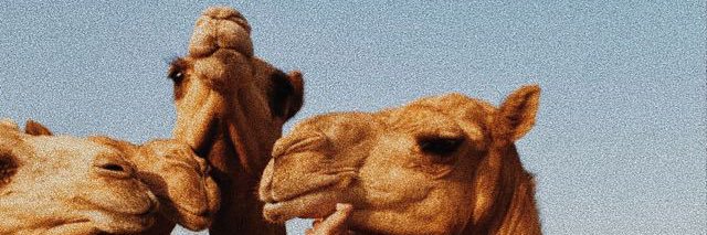 صالح العولقي banner